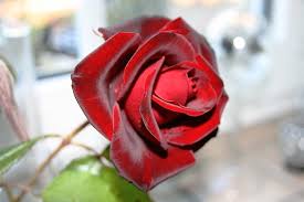 Bildergebnis für
kostenlose rosenbilder